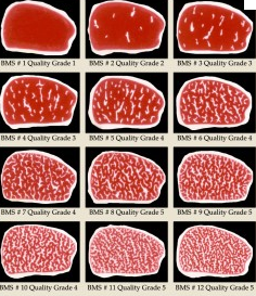 Quality Grade (Japan Meat Grading Association)