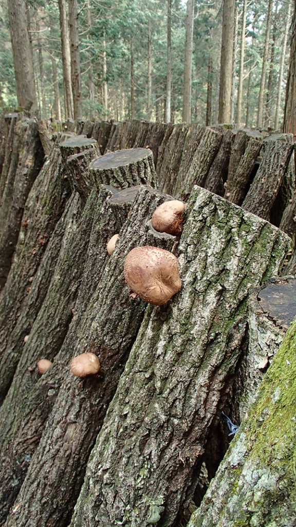 shiitakés sur troncs de chênes