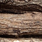 shiitakés sur troncs de chênes