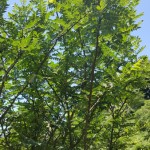 L'arbre du sansho raisin