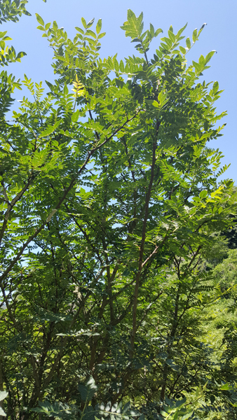 L'arbre du sansho raisin
