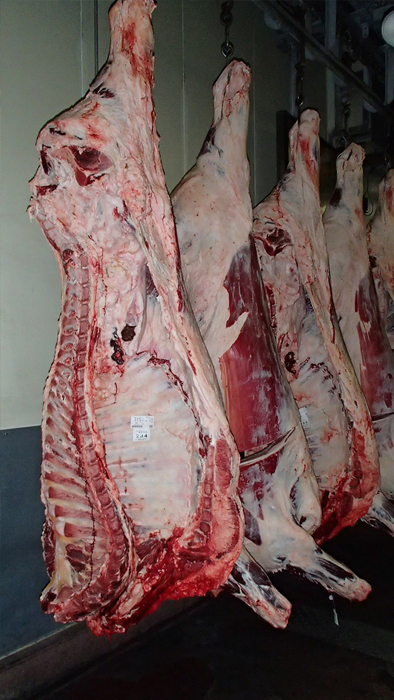 Carcasses de bœufs Wagyu en attente d'enchères