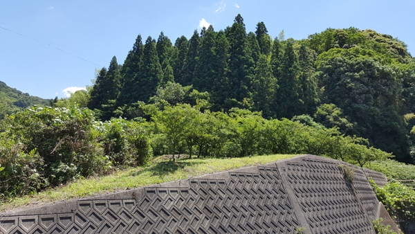 Plantation d'arbres à Sansho sur les collines de Wakayama