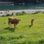 Les bovins profitent du magnifique cadre de la préfecture de Kôchi