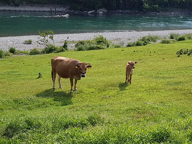 Les bovins profitent du magnifique cadre de la préfecture de Kôchi
