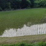 Culture de la paille de riz