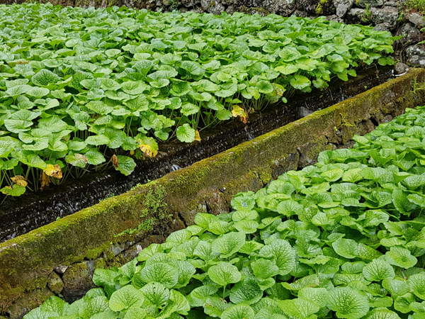 Plantation de wasabi